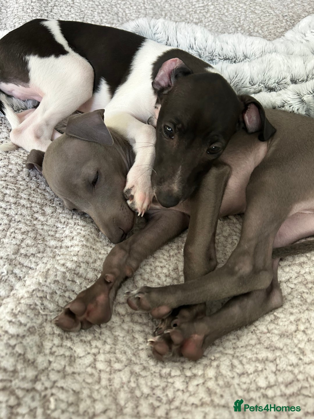 Italian Greyhound dogs for sale: Beautiful Italian greyhound puppies  - Image 2