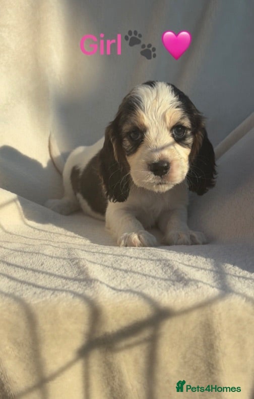 Cocker Spaniel dogs *only1available* Cocker Spaniel Puppies 🐾🐶🏡 - Advert 2