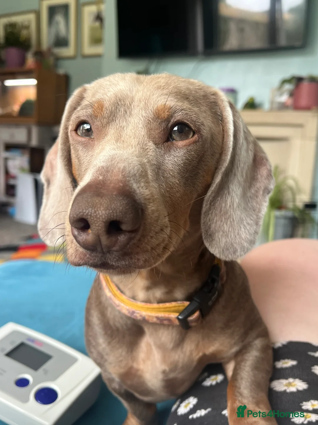 Miniature Dachshund dogs for stud: Isabella and tan mini dachshund - Advert 1