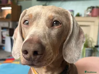 Miniature Dachshund dogs for stud: Isabella and tan mini dachshund - Advert 2