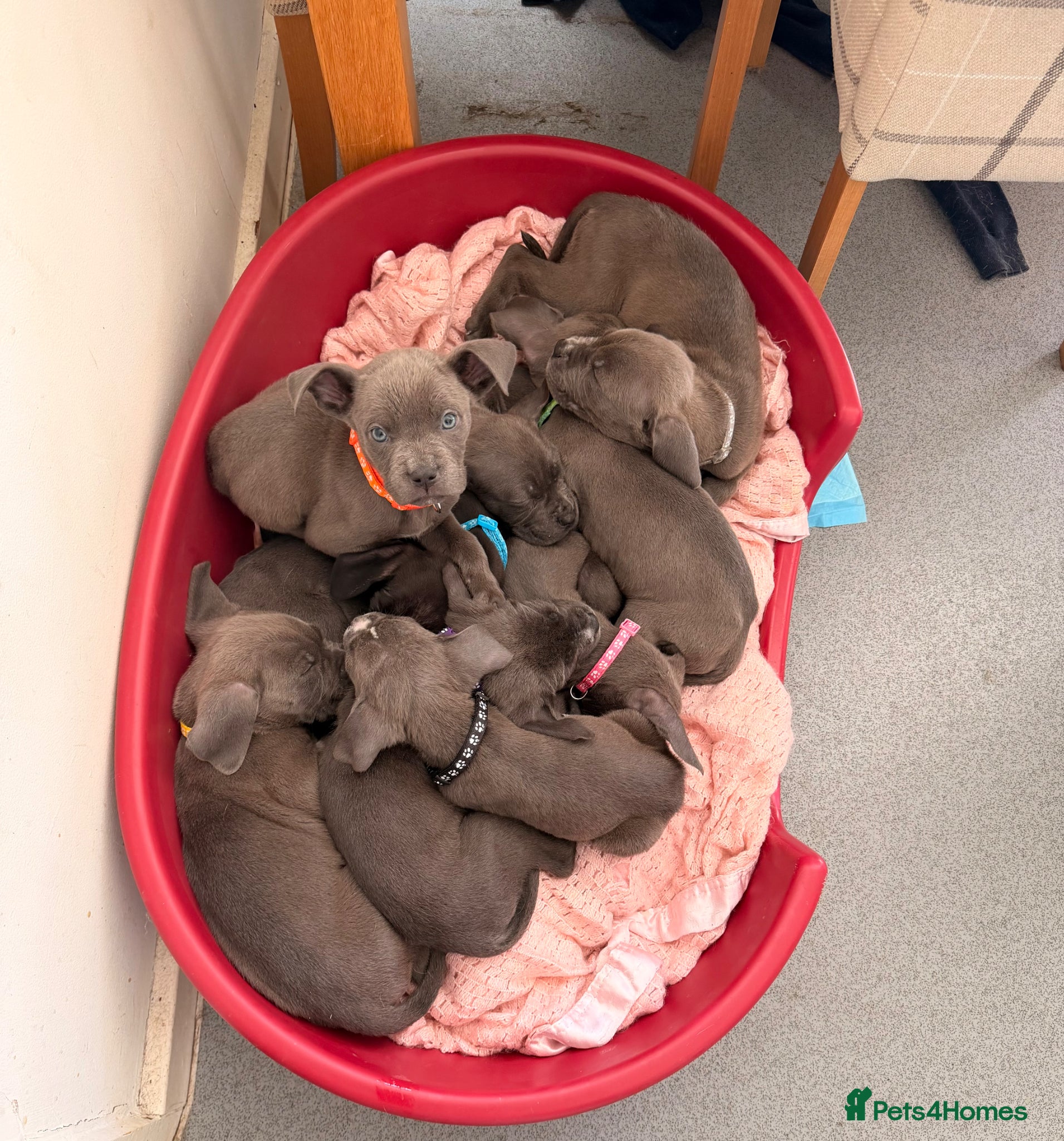 Mixed Breed dogs Puppies ready to go to forever homes - Advert 15