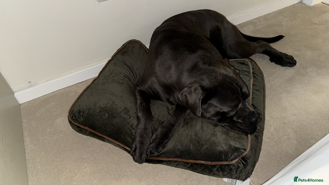 Cane Corso dogs for sale: Dog cane corso - Image 4