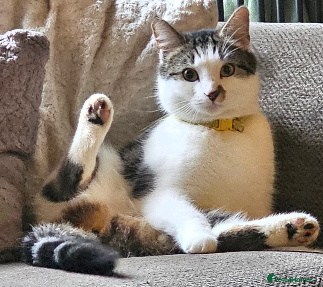 Mixed Breed cats 1xmale cat 1 female cat  - Advert 11