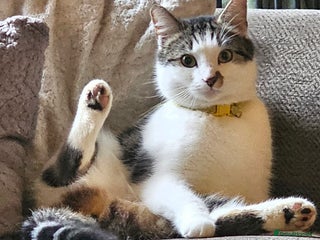 Mixed Breed cats 1xmale cat 1 female cat - Advert 2