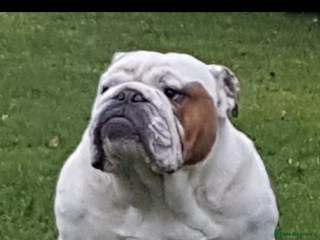 English Bulldog dogs Champion Sired British bulldog Huu clear in Southport - Advert 14