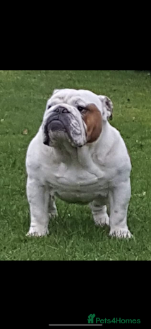 English Bulldog dogs Champion Sired British bulldog Huu clear in Southport - Advert 1