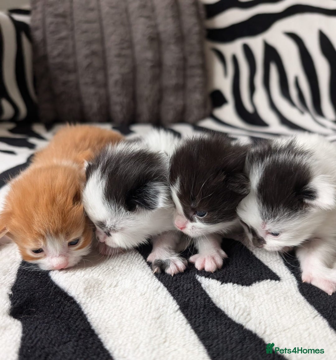 Mixed Breed cats for sale: Kittens  - Image 2