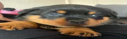 Rottweiler dogs for sale: 3 beautiful Rottweiler girl puppies available!  - Advert 4