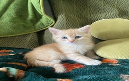 Mixed Breed cats for sale: Silver tabby and cream chinchilla kittens - Image 4
