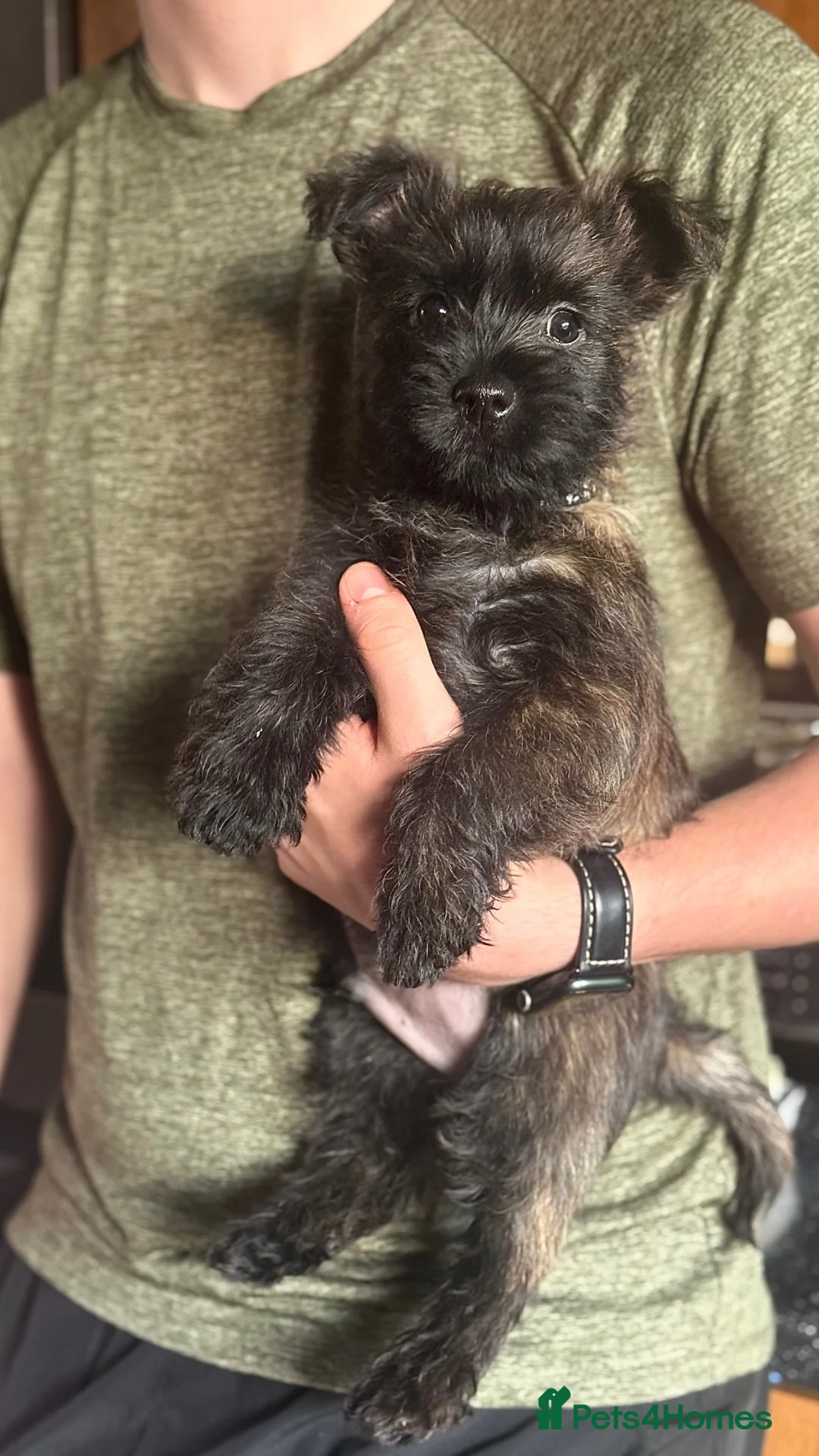 Cairn Terrier dogs for sale: Male reg pup off health tested parents avail now - Advert 2