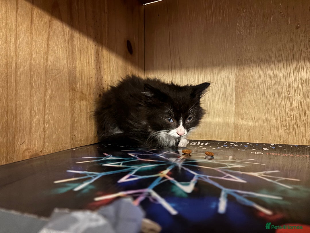 Mixed Breed cats for sale: Five semi long haired kittens available now - Advert 17