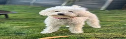 Cavapoochon dogs for sale: 2 year old female Cavapoochon  in Gloucester - Advert 2