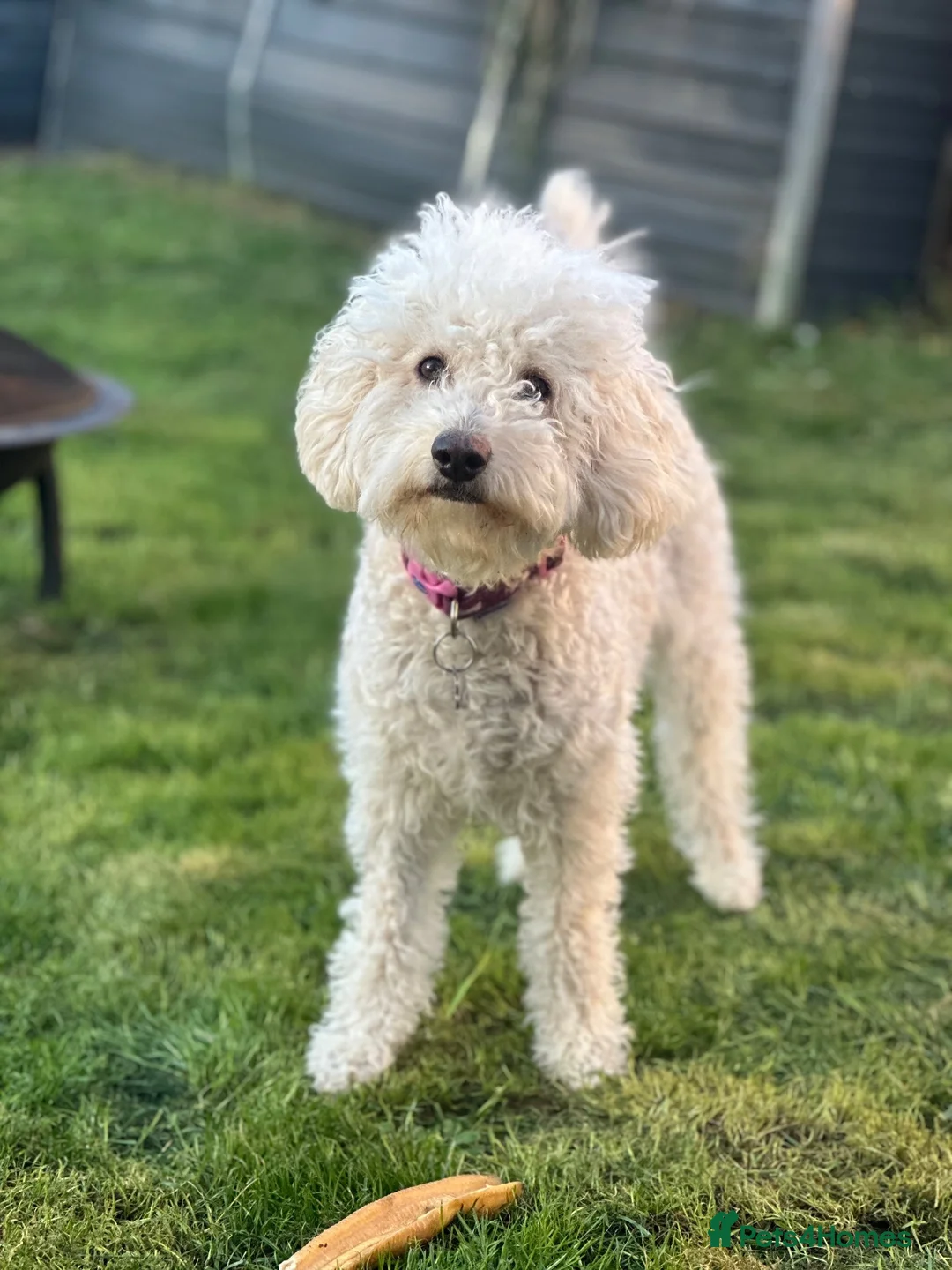 Cavapoochon dogs for sale: 2 year old female Cavapoochon  in Gloucester - Advert 2