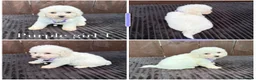 Miniature Poodle dogs for sale: Miniature poodles 2 boys 2 girls  - Advert 18