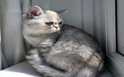 Exotic cats for sale: Supreme Quality Exotics - TICA reg - Image 12