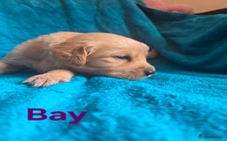 Goldador dogs for sale: Goldador Puppy 5 - Kitanas puppies  - Image 15