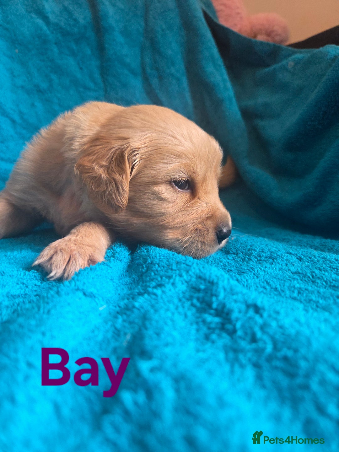 Goldador dogs for sale: Goldador Puppy 5 - Kitanas puppies  - Image 15