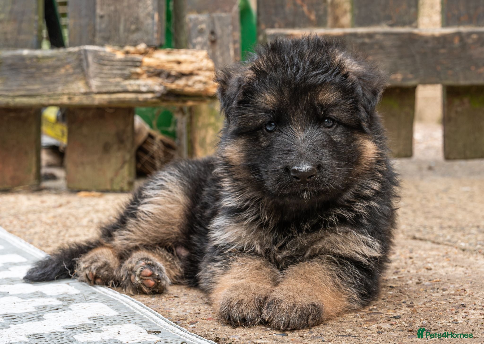 German Shepherd dogs KC Fantastic long coat German Shepherd's  - Advert 1