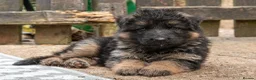 German Shepherd dogs for sale: KC Fantastic long coat German Shepherd's  - Advert 5
