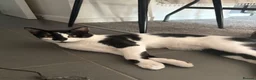 American Shorthair cats for sale: Oreo Free for adoption  in London - Advert 2