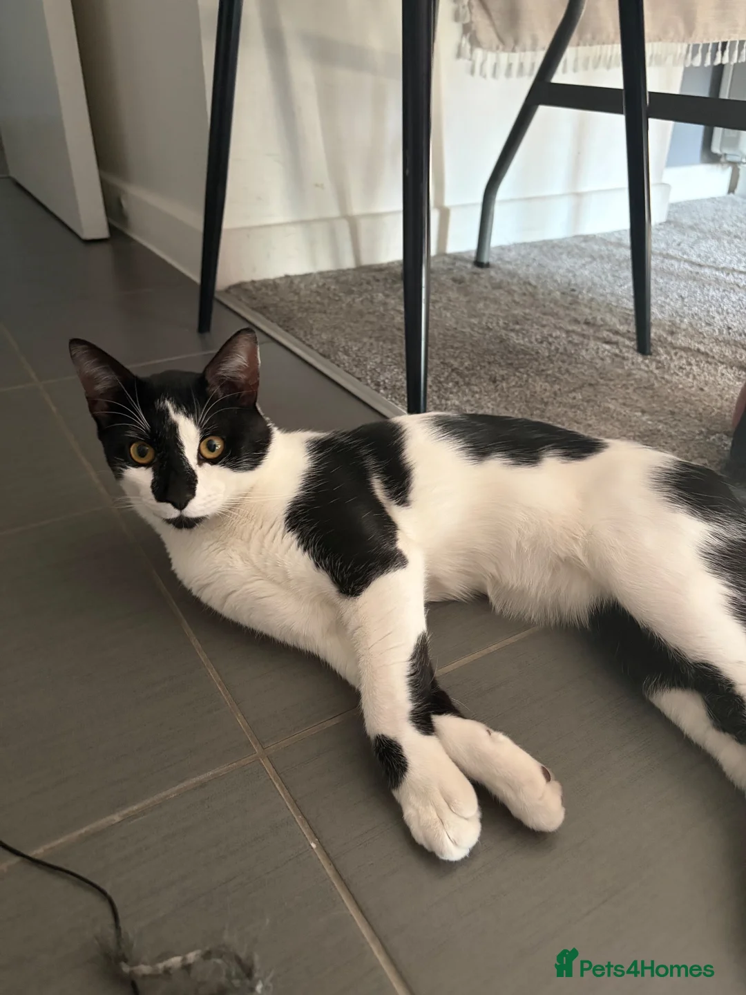 American Shorthair cats for sale: Oreo Free for adoption  in London - Advert 2