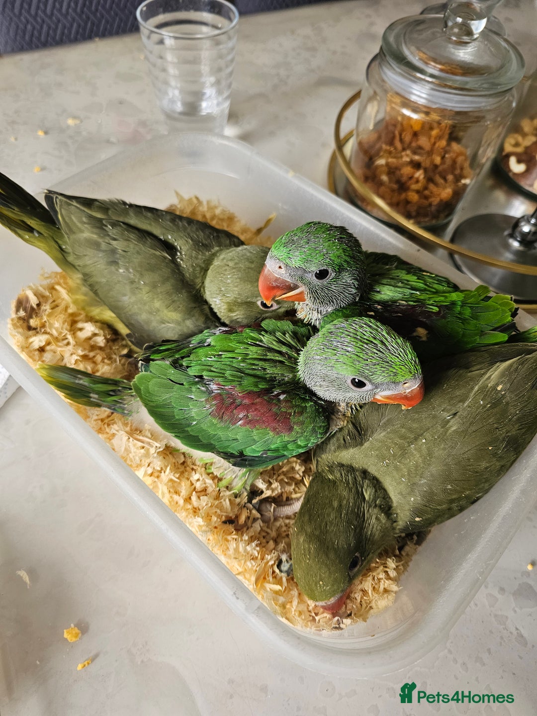 Parakeets birds for sale: alexandrain - Advert 5