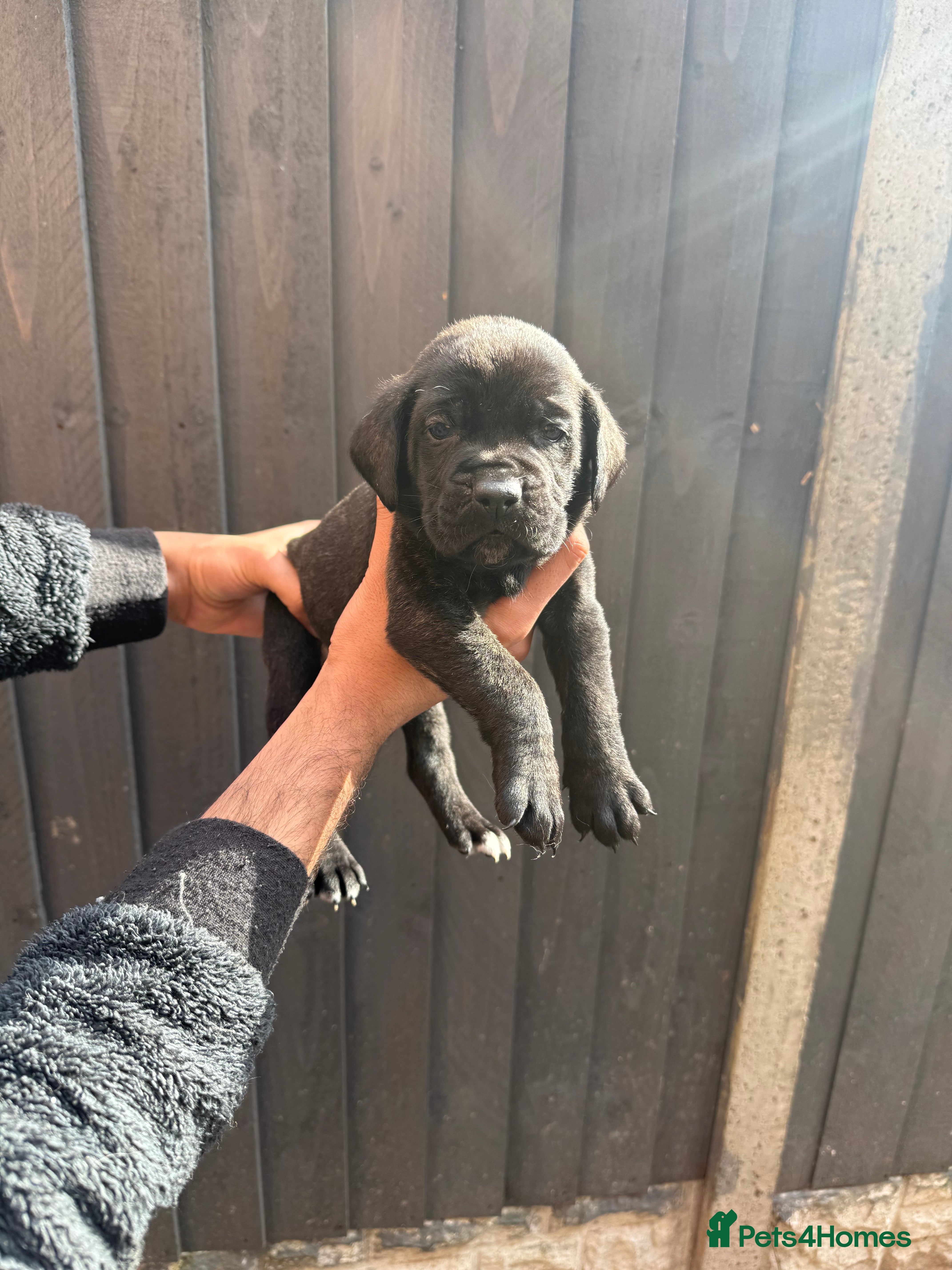 Presa Canario dogs  Pure outstanding presa Canario pups - Advert 1