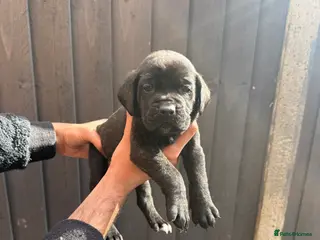 Presa Canario dogs Pure outstanding presa Canario pups - Advert 1