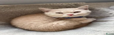 British Shorthair 2