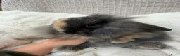 Mini Lop rabbits for sale: Mini lops Ready to go!  in Canterbury - Advert 23