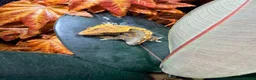 Gecko reptiles for sale: 9 Month Old CrestedGecko With Full Bioactive Setup in Todmorden - Advert 4
