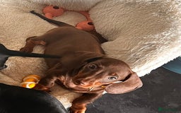 Miniature Dachshund dogs for sale: KC mini dachshund Black n Tan girl ready to home  - Image 31