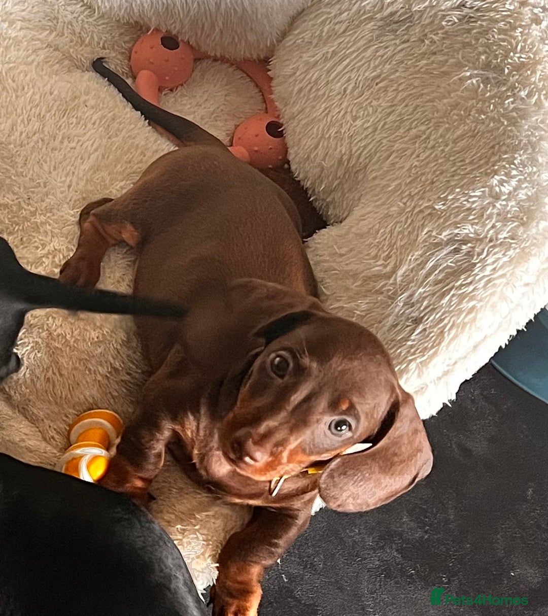 Miniature Dachshund dogs for sale: KC mini dachshund Black n Tan girl ready to home  - Image 31
