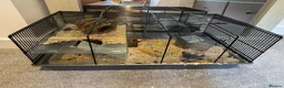 Hamster rodents for sale: Hamster and cage  in Darlington - Advert 2