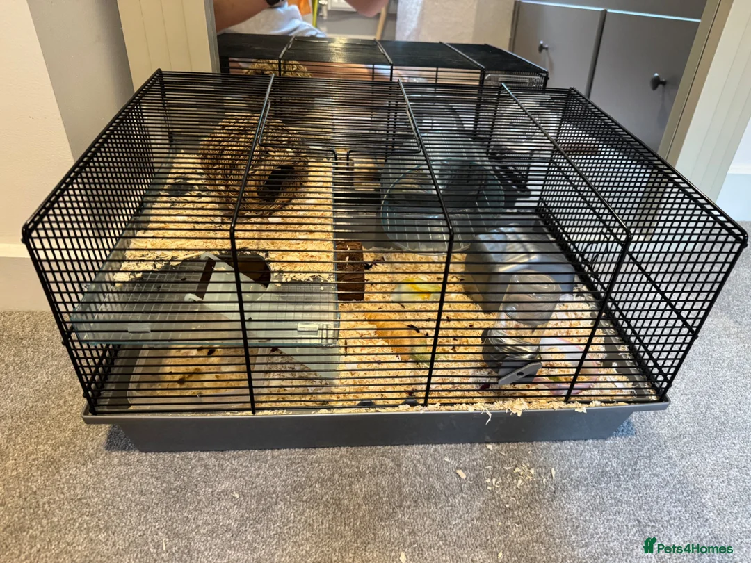 Hamster rodents for sale: Hamster and cage  in Darlington - Advert 2