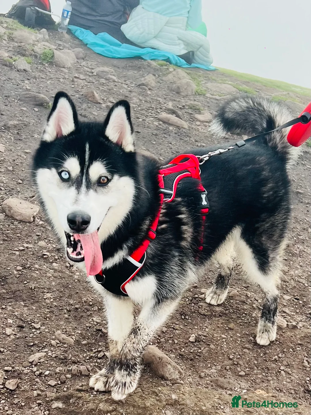 Siberian Husky dogs for sale: 1 year old Siberian Husky 💙 in Glasgow - Advert 3