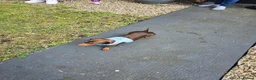 Dachshund dogs for sale: Miniature dachshund  in Peterlee - Advert 3