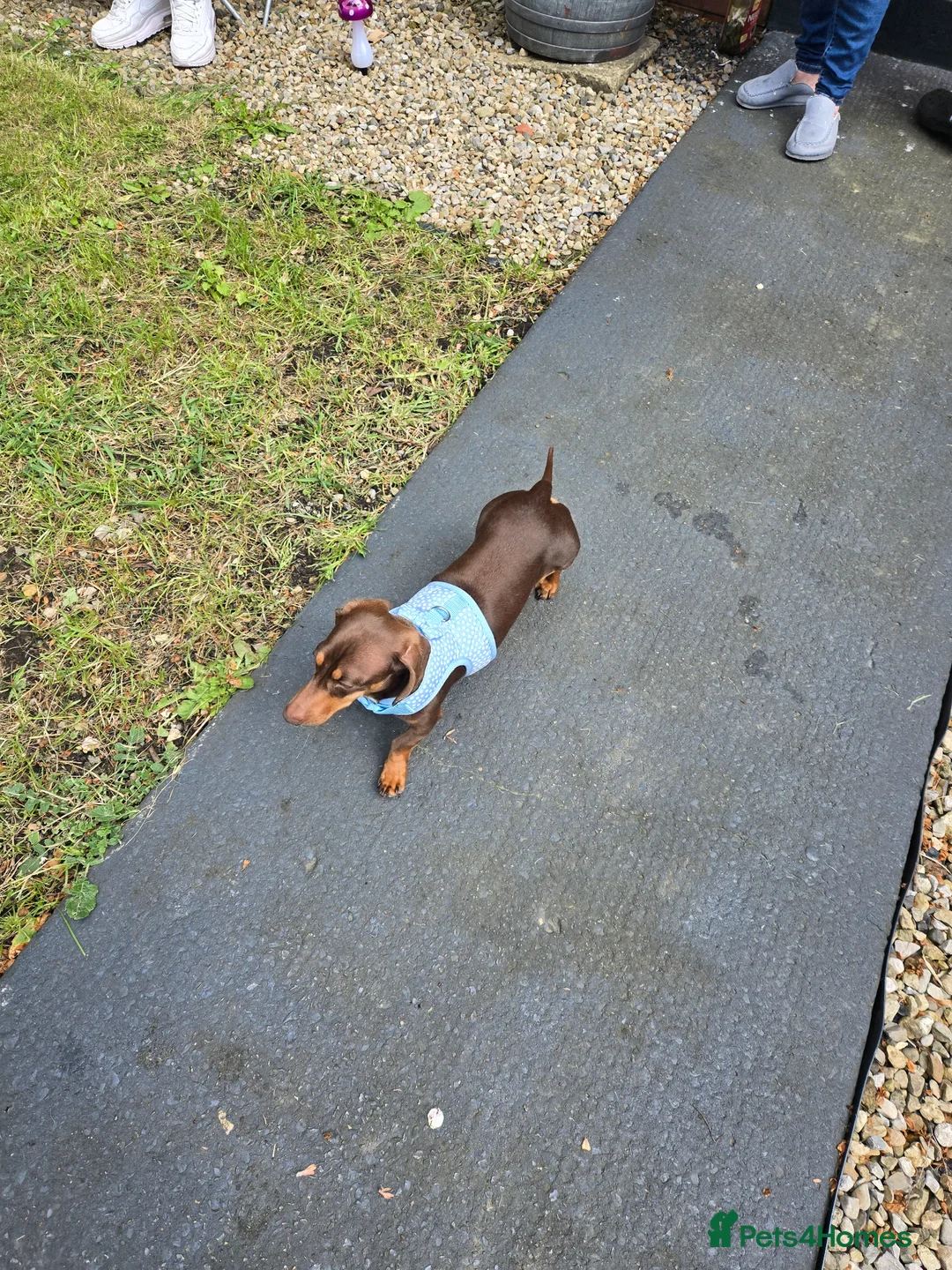 Dachshund dogs for sale: Miniature dachshund  in Peterlee - Advert 3