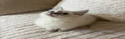 Ragdoll cats for sale: Ready Now. GCCF Beautiful Ragdoll Kittens eg - Advert 9