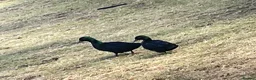 Ducks poultry for sale: Bantam pair of Black East Indian ducks - Advert 3