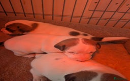 Jack Russell dogs for sale: 3 Jack Russell puppies - Image 3