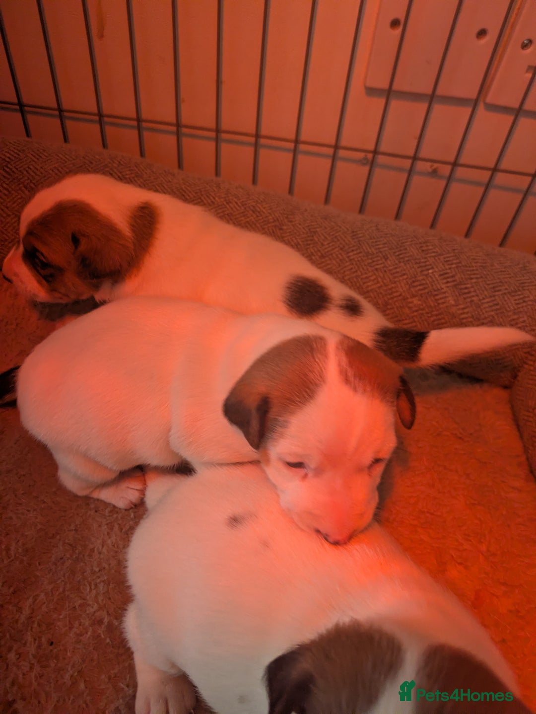 Jack Russell dogs for sale: 3 Jack Russell puppies - Image 3