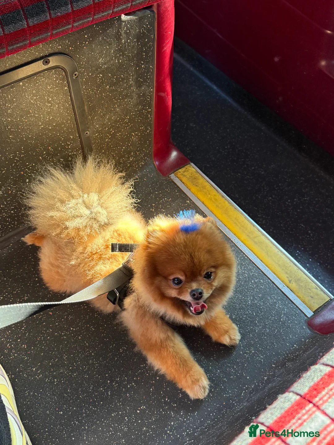 Pomeranian dogs for sale: Teddy bear 🧸 boy looking for 🏡 - Advert 5