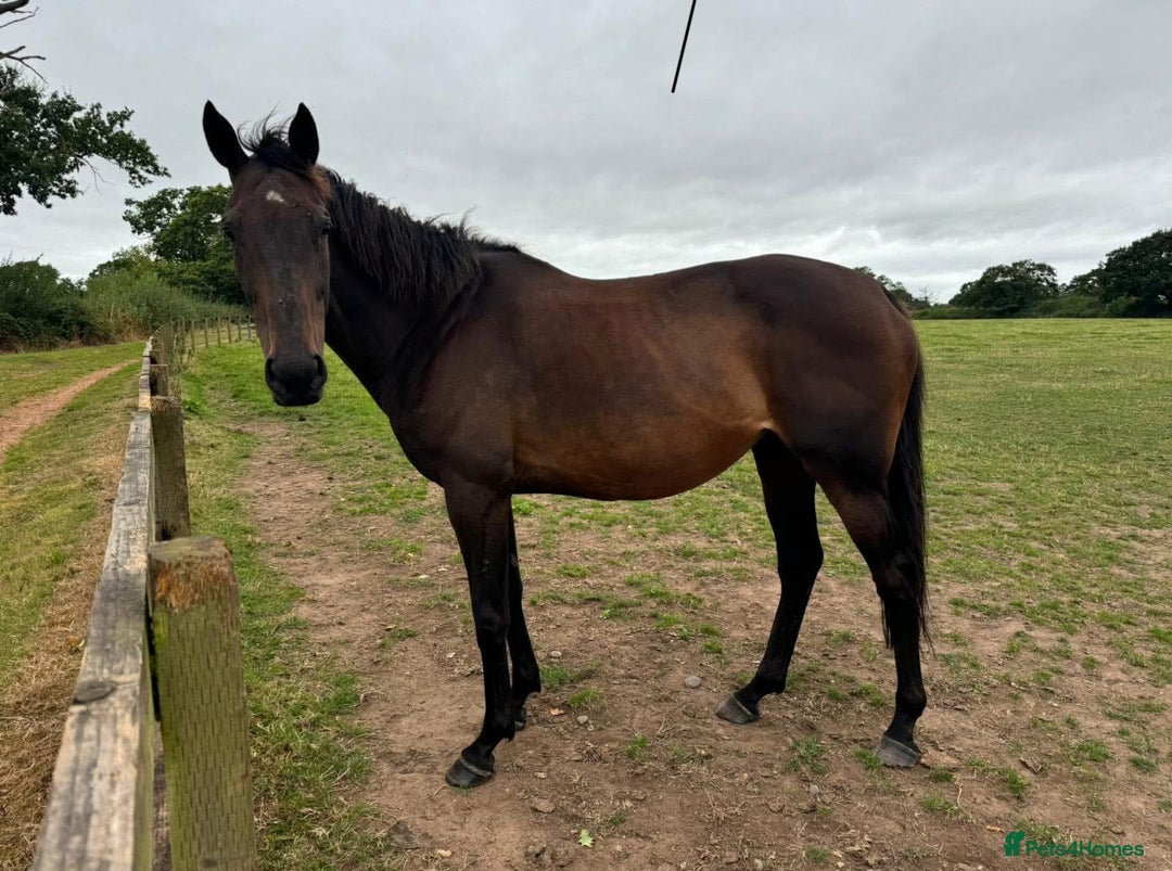 English Thoroughbred horses for sale: In foal brood mares  - Image 3