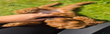 Goldendoodle 2