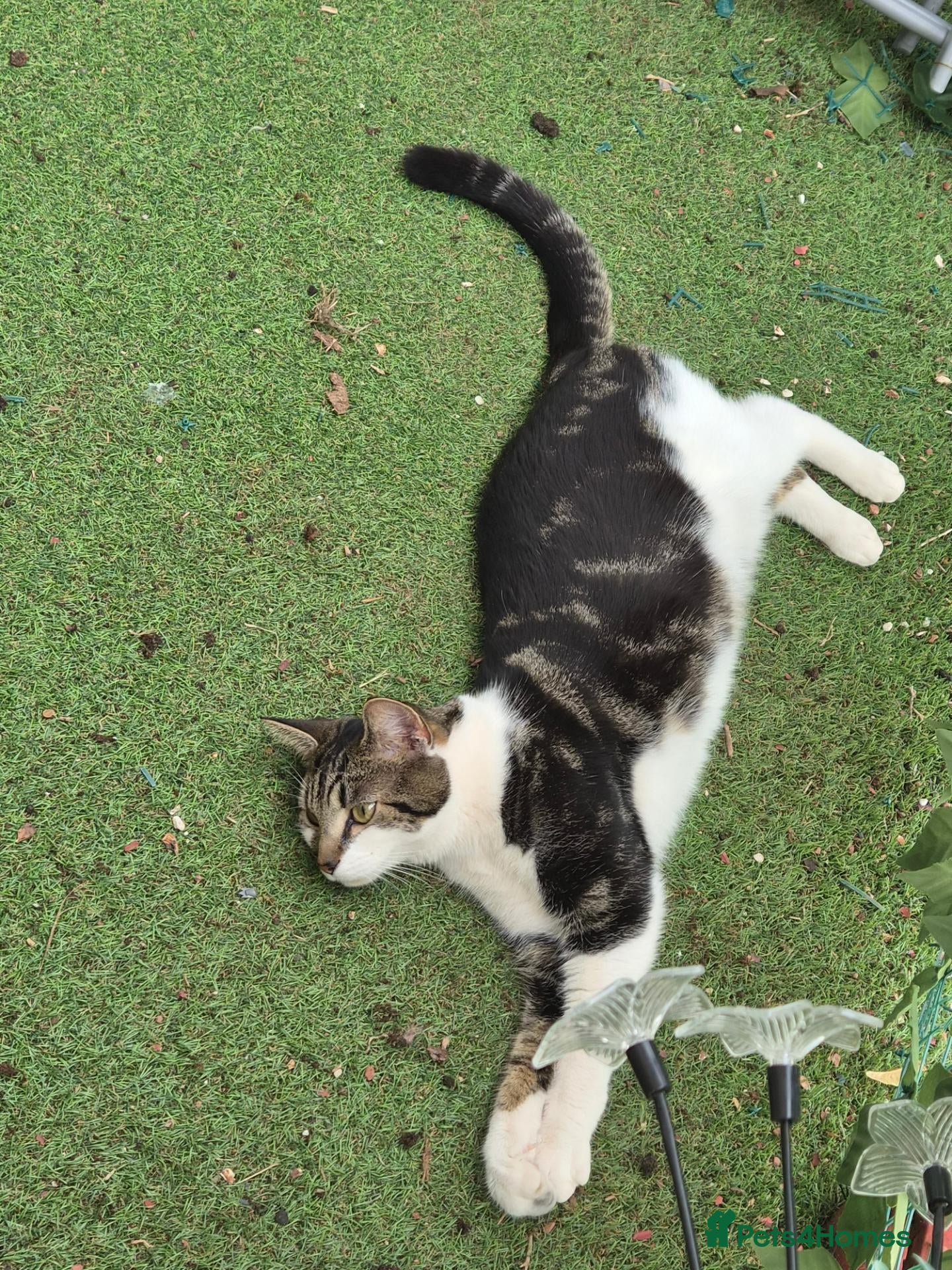 Mixed Breed cats MOWGLI - Advert 2