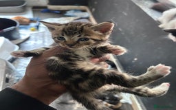 Mixed Breed cats for sale: Beautiful Kittens Available - Image 5