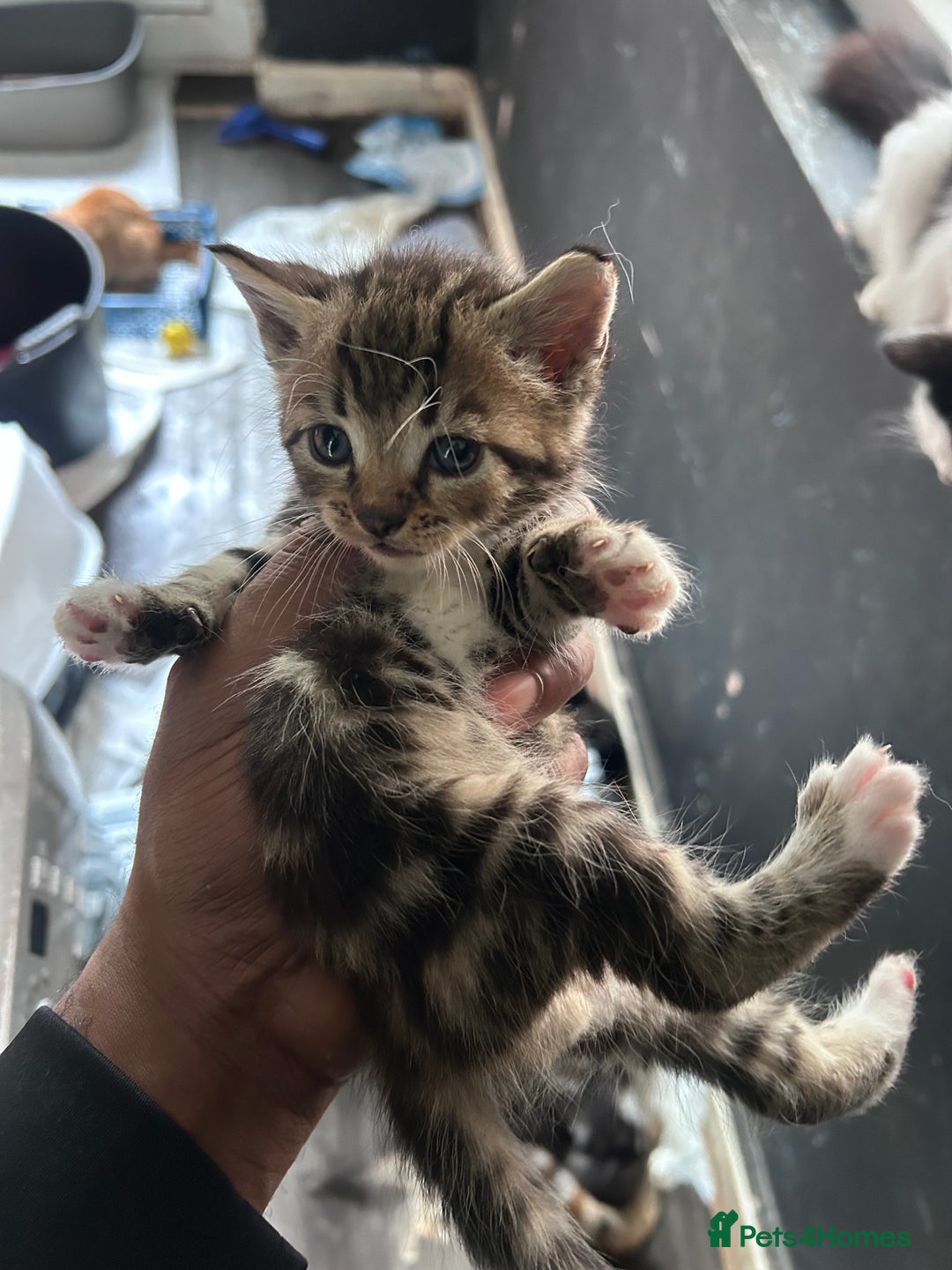 Mixed Breed cats for sale: Beautiful Kittens Available - Image 5
