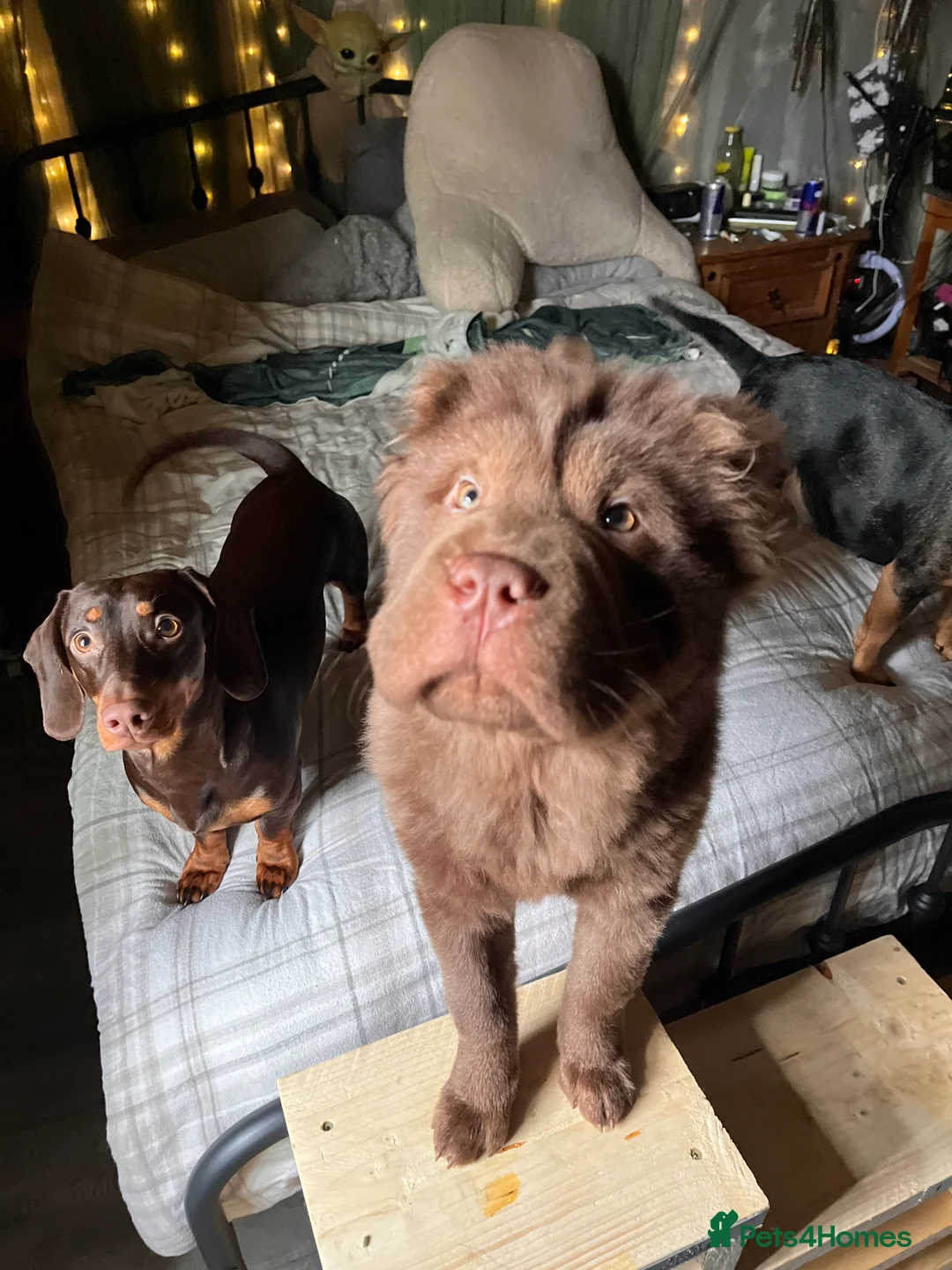 Chow Chow dogs for sale: Stunning genes chow chow pup  - Advert 2