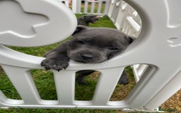 Staffordshire Bull Terrier dogs for sale: KC registered Blue Staffordshire bull terrier’s  in Colchester - Image 20